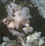 Close Up of Cherry Blossoms