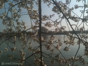 Jefferson Memorial through the Cherry Blossoms