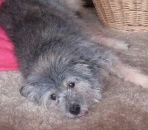 17 year old Schmoopie is a gray dog laying down on tan carpet